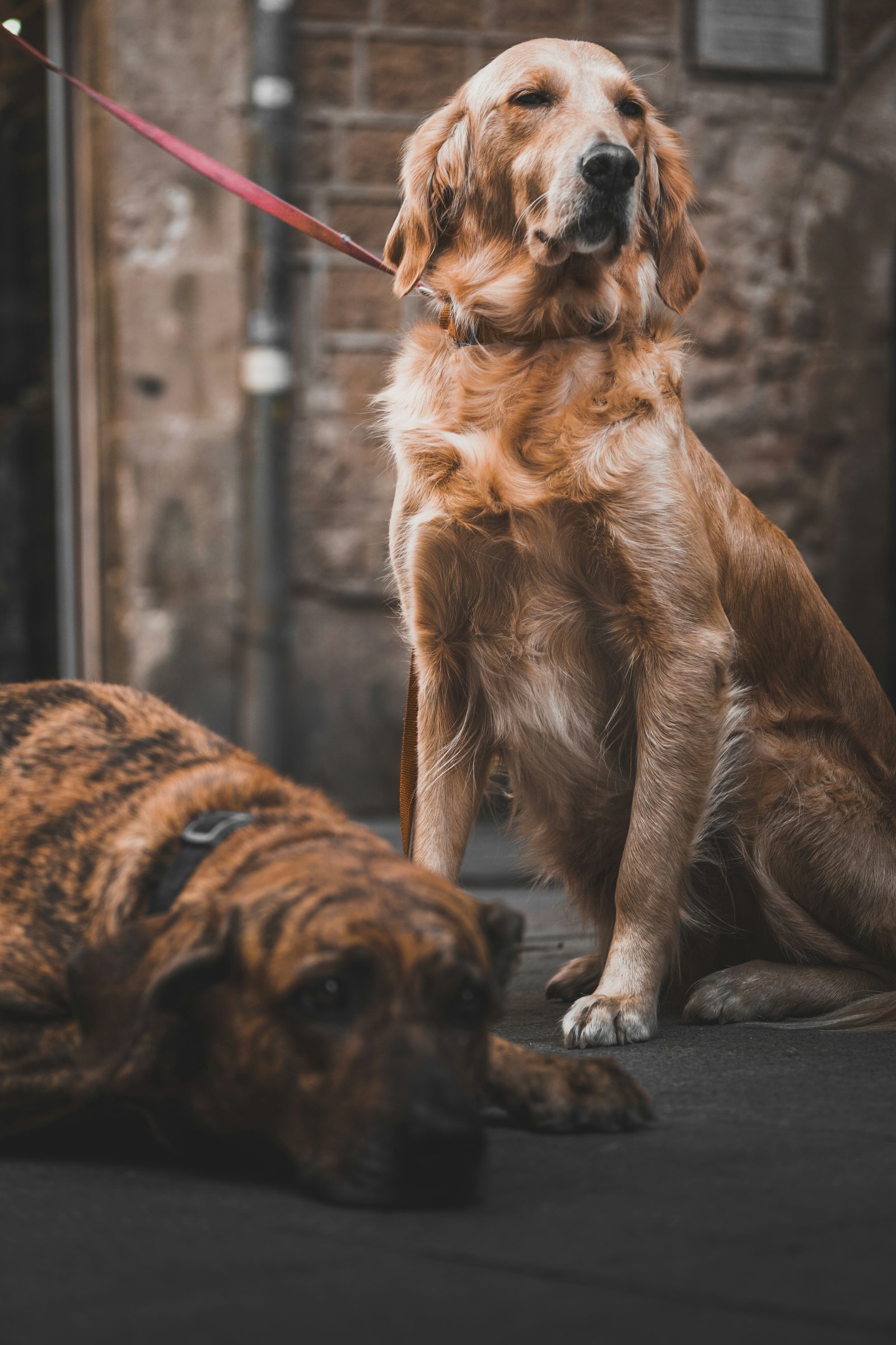 Pet Grooming Session