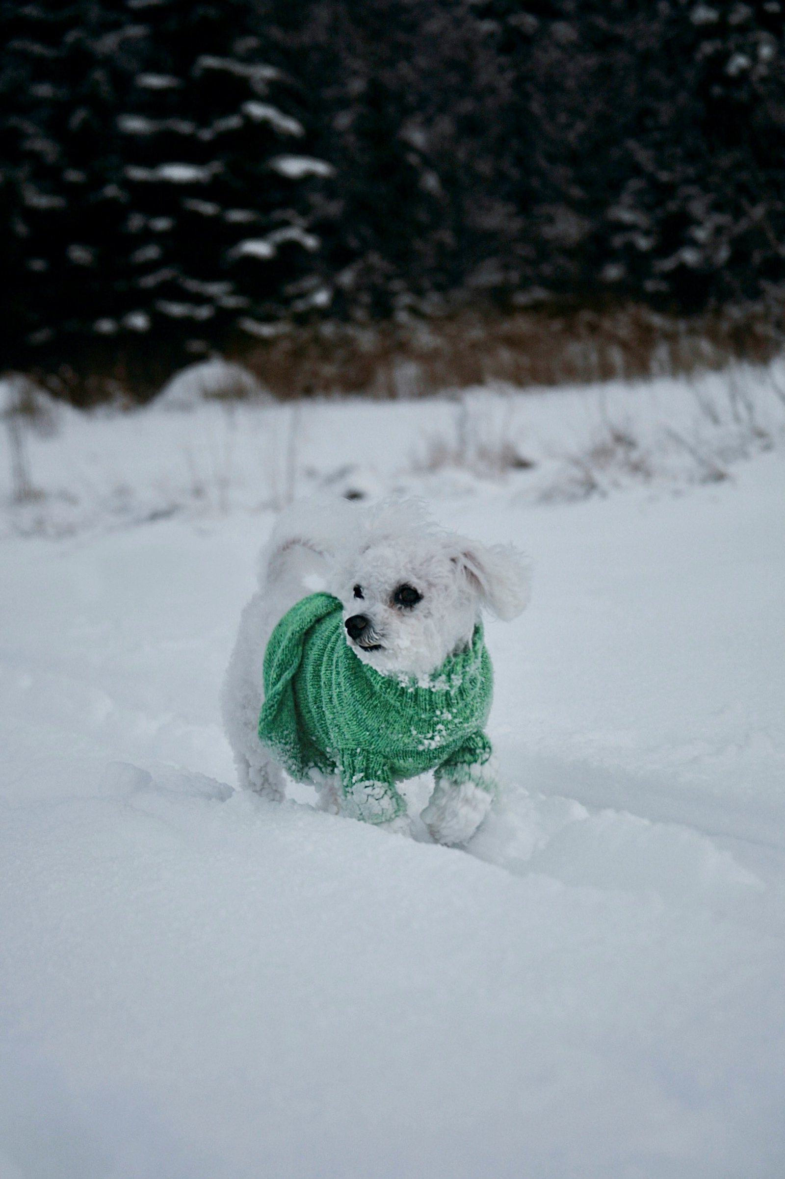 Dog exercising